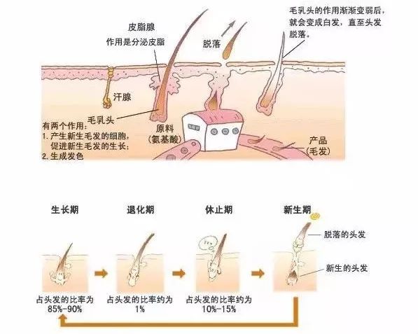 是正常的生理現象;而脫髮是毛囊受到外界的影響後,毛囊出現萎縮後停止