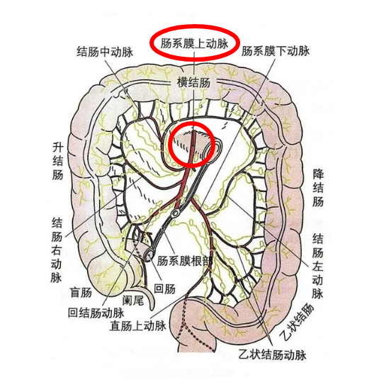 肠系膜位置解剖图图片